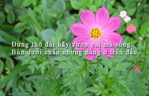 Những câu nói hay về cuộc sống truyền cảm nhất dễ hiểu dễ trau dồi 4