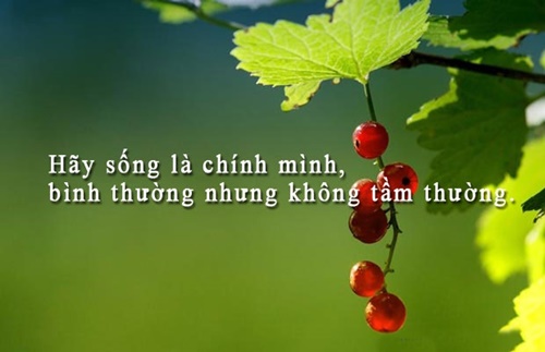 Những câu nói hay về cuộc sống truyền cảm nhất dễ hiểu dễ trau dồi 5