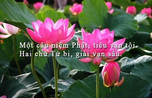 Những câu nói hay về cuộc sống truyền cảm nhất dễ hiểu dễ trau dồi 12
