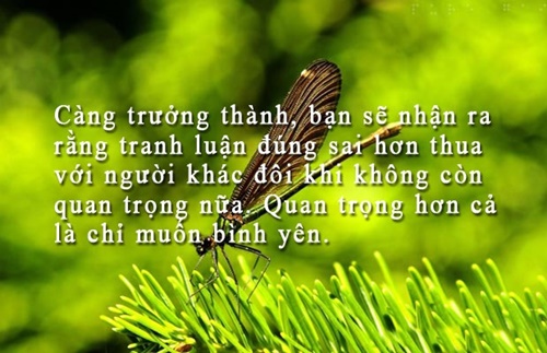 Những câu nói hay về cuộc sống truyền cảm nhất dễ hiểu dễ trau dồi 13