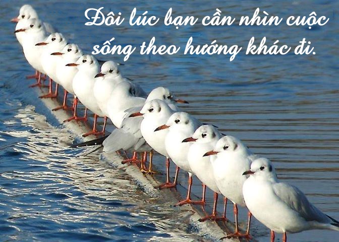 Những câu nói hay có ý nghĩa sâu sắc về cuộc sống bằng hình ảnh 10
