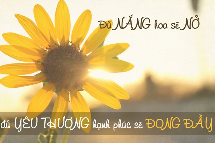 Những câu nói hay về niềm hạnh phúc ý nghĩa trong cuộc sống bằng hình ảnh 6