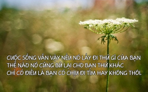 Những câu nói hay về cuộc sống bạn cần để tâm để luôn cảm thấy hạnh phúc 2