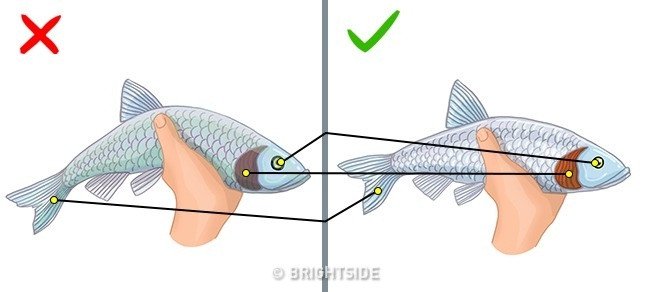Mẹo đơn giản giúp bạn dễ nhận biết cá tươi, ngon
0