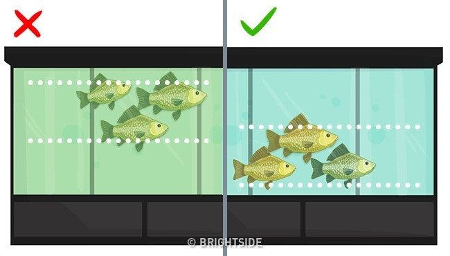 Mẹo đơn giản giúp bạn dễ nhận biết cá tươi, ngon
1