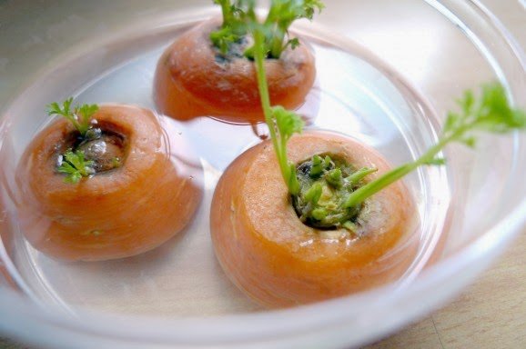 
                        8 loại rau củ có thể trồng ngay tại nhà từ những thân gốc bỏ đi
                     3