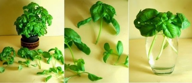 
                        8 loại rau củ có thể trồng ngay tại nhà từ những thân gốc bỏ đi
                     4