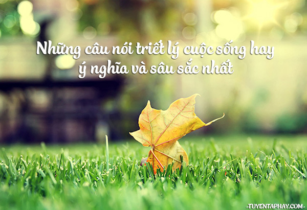 Những Câu Nói Hay Về Cuộc Sống Và Tình Yêu Lay Động Trái Tim 3