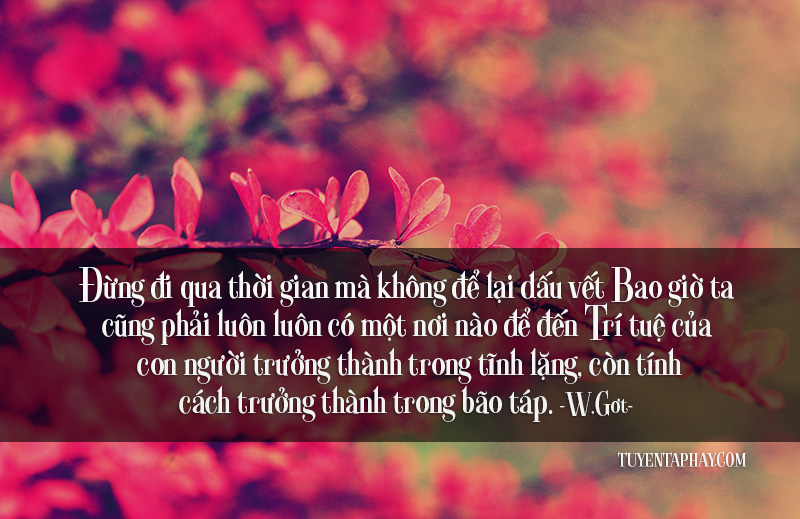 Hình Ảnh Đẹp Kèm Những Câu Nói Hay Về Cuộc Sống Bạn Không Thể Bỏ Qua 0