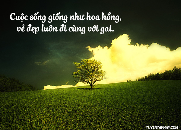 Câu Nói Hay Đậm Tính Nhân Văn Bạn Cần Khắc Ghi 16