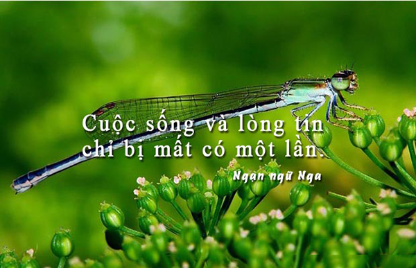 Hình Ảnh Cùng Câu Nói Hay Về Lòng Tự Trọng 9