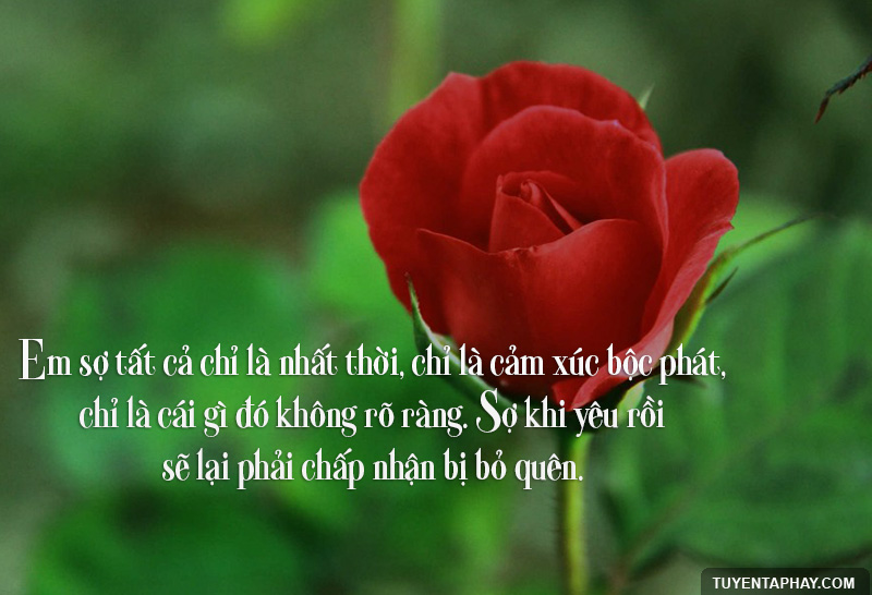 Những Câu Nói Hay Về Tình Yêu Lứa Đôi Bằng Hình Ảnh 6