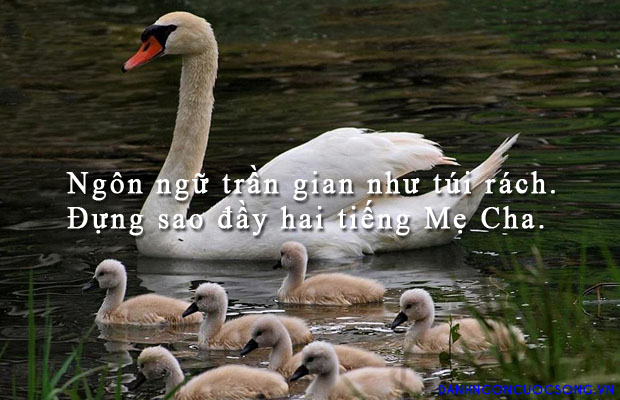 Hình Ảnh Cùng Câu Nói Hay Về Cuộc Sống Hôn Nhân Gia Đình 0