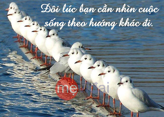 Những Câu Nói Hay Về Cuộc Sống Gối Đầu Giường Của Giới Trẻ 1