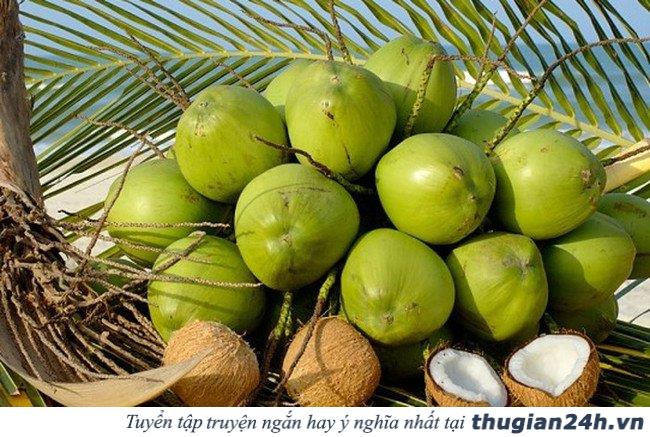 Nước dừa rất tốt, nhưng uống theo những cách này chỉ “rước họa vào thân” 2