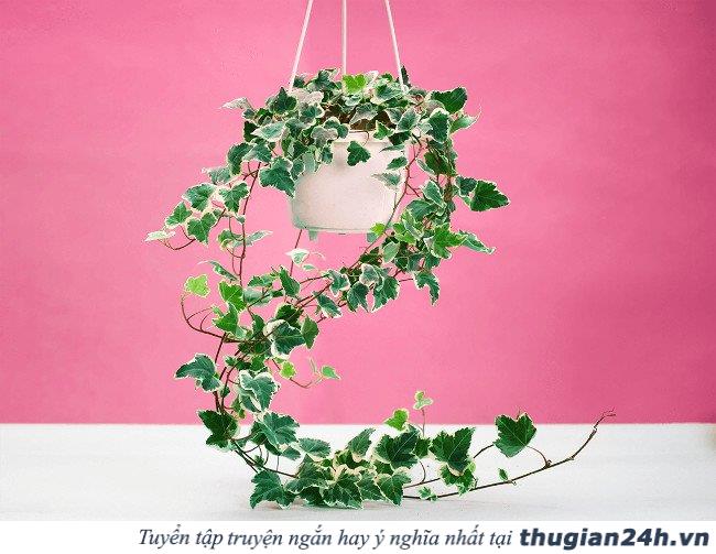 8 loại cây chống bức xạ điện từ cực tốt cho những ai thường xuyên dùng máy tính 1