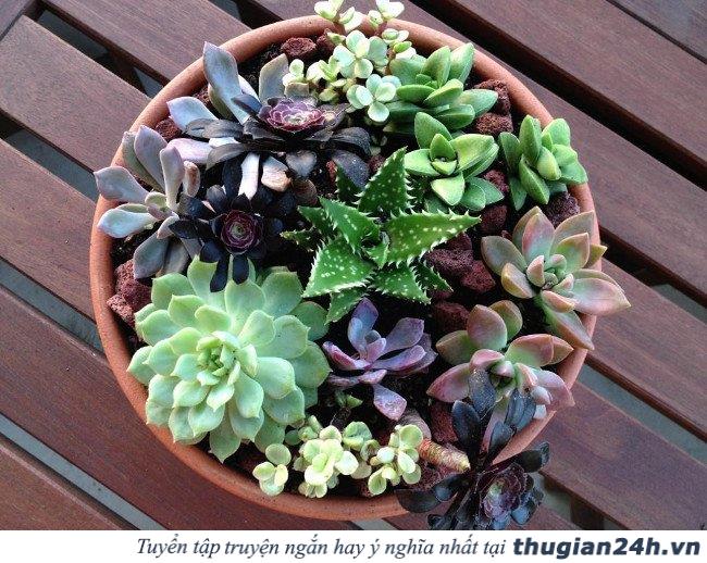 8 loại cây chống bức xạ điện từ cực tốt cho những ai thường xuyên dùng máy tính 2