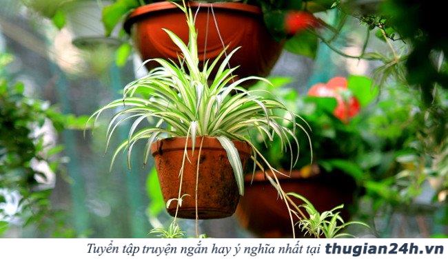 8 loại cây chống bức xạ điện từ cực tốt cho những ai thường xuyên dùng máy tính 4
