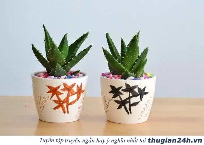 8 loại cây chống bức xạ điện từ cực tốt cho những ai thường xuyên dùng máy tính 5