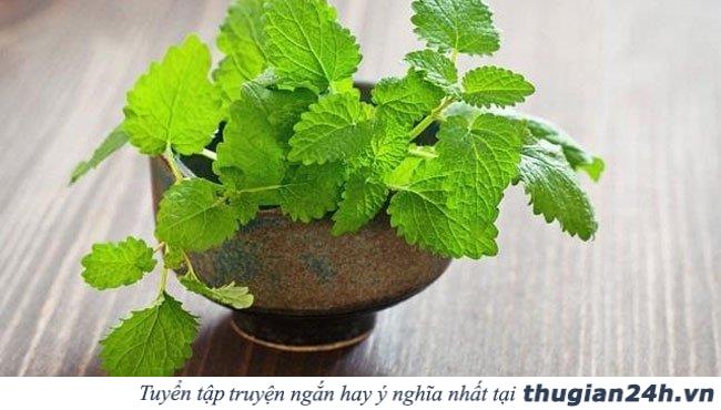 Cách đuổi muỗi phòng chống sốt xuất huyết, virus Zika 1