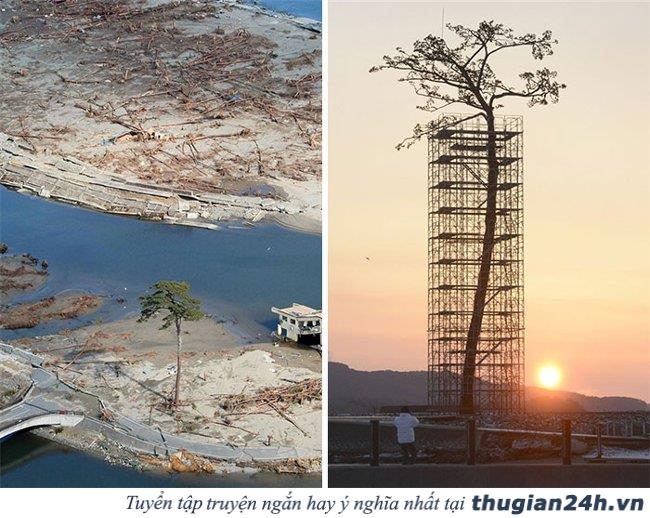 20+ hình ảnh minh chứng hùng hồn về sức sống mãnh liệt của cây cối 2