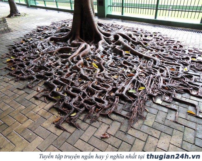 20+ hình ảnh minh chứng hùng hồn về sức sống mãnh liệt của cây cối 5