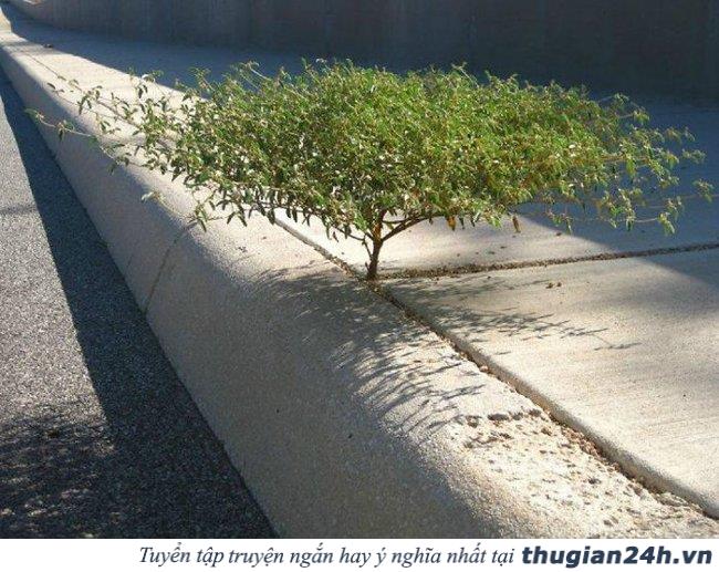 20+ hình ảnh minh chứng hùng hồn về sức sống mãnh liệt của cây cối 14