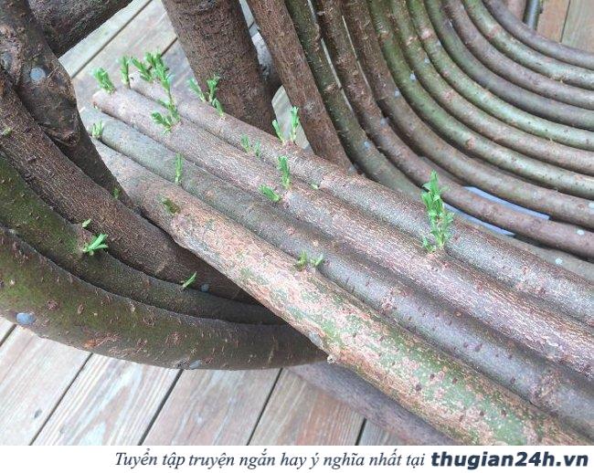 20+ hình ảnh minh chứng hùng hồn về sức sống mãnh liệt của cây cối 20