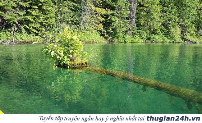 20+ hình ảnh minh chứng hùng hồn về sức sống mãnh liệt của cây cối 21
