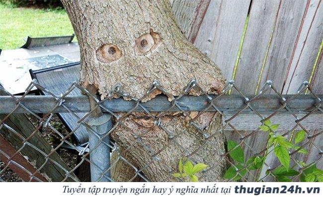 20+ hình ảnh minh chứng hùng hồn về sức sống mãnh liệt của cây cối 24