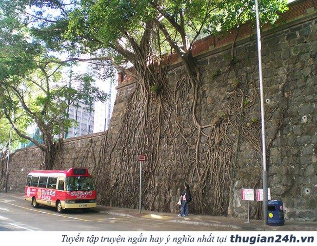 20+ hình ảnh minh chứng hùng hồn về sức sống mãnh liệt của cây cối 28