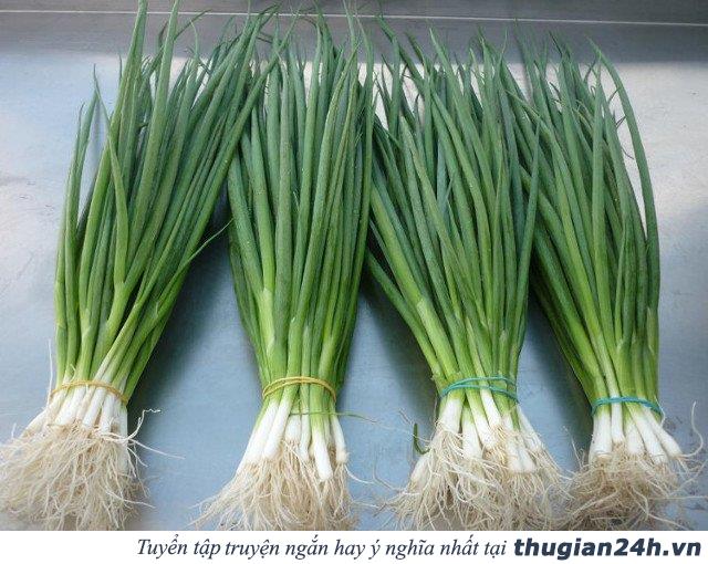 Mật ong rất tốt, thế nhưng đừng bao giờ kết hợp chúng với những thực phẩm này 6