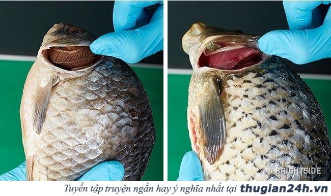 12 mẹo kiểm tra chất lượng thực phẩm để tránh bị ngộ độc 14