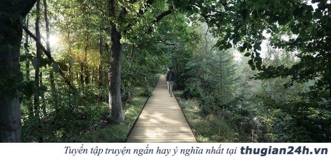 Cùng ngắm nhìn con đường xoắn ốc đi xuyên qua rừng ở Đan Mạch 6