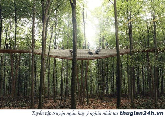 Cùng ngắm nhìn con đường xoắn ốc đi xuyên qua rừng ở Đan Mạch 7