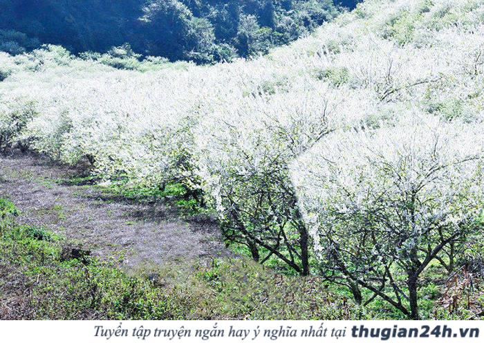 Những mùa hoa đẹp nhất, hấp dẫn nhất ở Việt Nam nên check in một lần trong đời 1