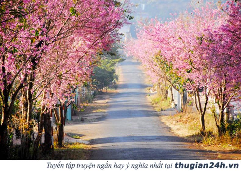 Những mùa hoa đẹp nhất, hấp dẫn nhất ở Việt Nam nên check in một lần trong đời 7