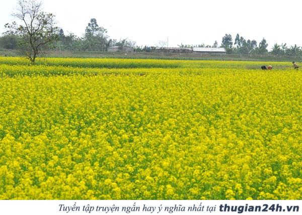Những mùa hoa đẹp nhất, hấp dẫn nhất ở Việt Nam nên check in một lần trong đời 16