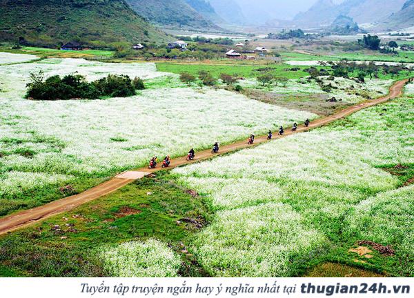 Những mùa hoa đẹp nhất, hấp dẫn nhất ở Việt Nam nên check in một lần trong đời 20