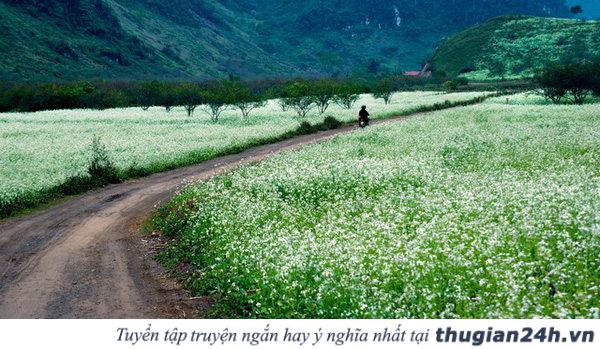 Những mùa hoa đẹp nhất, hấp dẫn nhất ở Việt Nam nên check in một lần trong đời 22